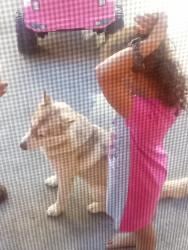 Found/Stray Female Dog last seen School st , school st market, Oakland, CA 94602