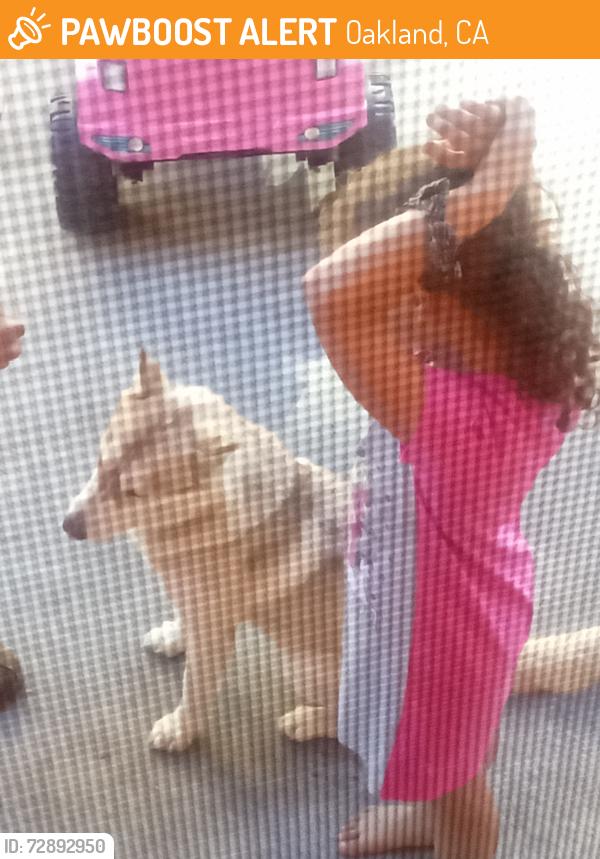 Found/Stray Female Dog last seen School st , school st market, Oakland, CA 94602