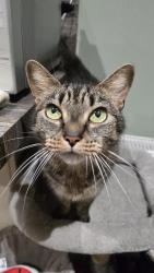 Lost Female Cat last seen Stone Brig Lane, Rothwell, England LS26