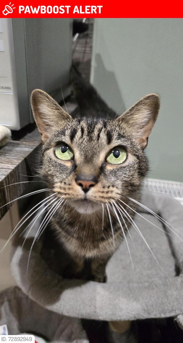 Lost Female Cat last seen Stone Brig Lane, Rothwell, England LS26