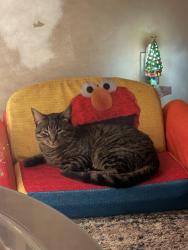 Lost Male Cat last seen Dutton Mill Rd, Village Green, PA 19014