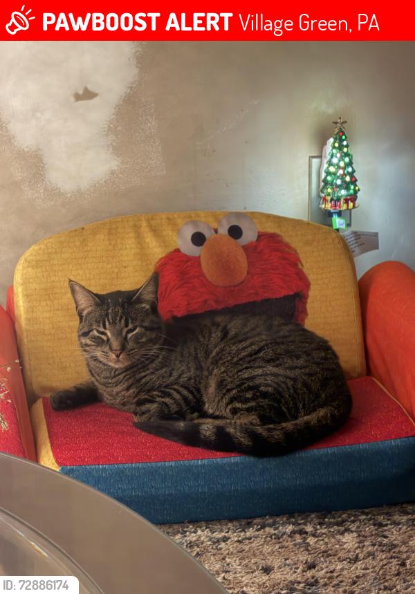 Lost Male Cat last seen Dutton Mill Rd, Village Green, PA 19014