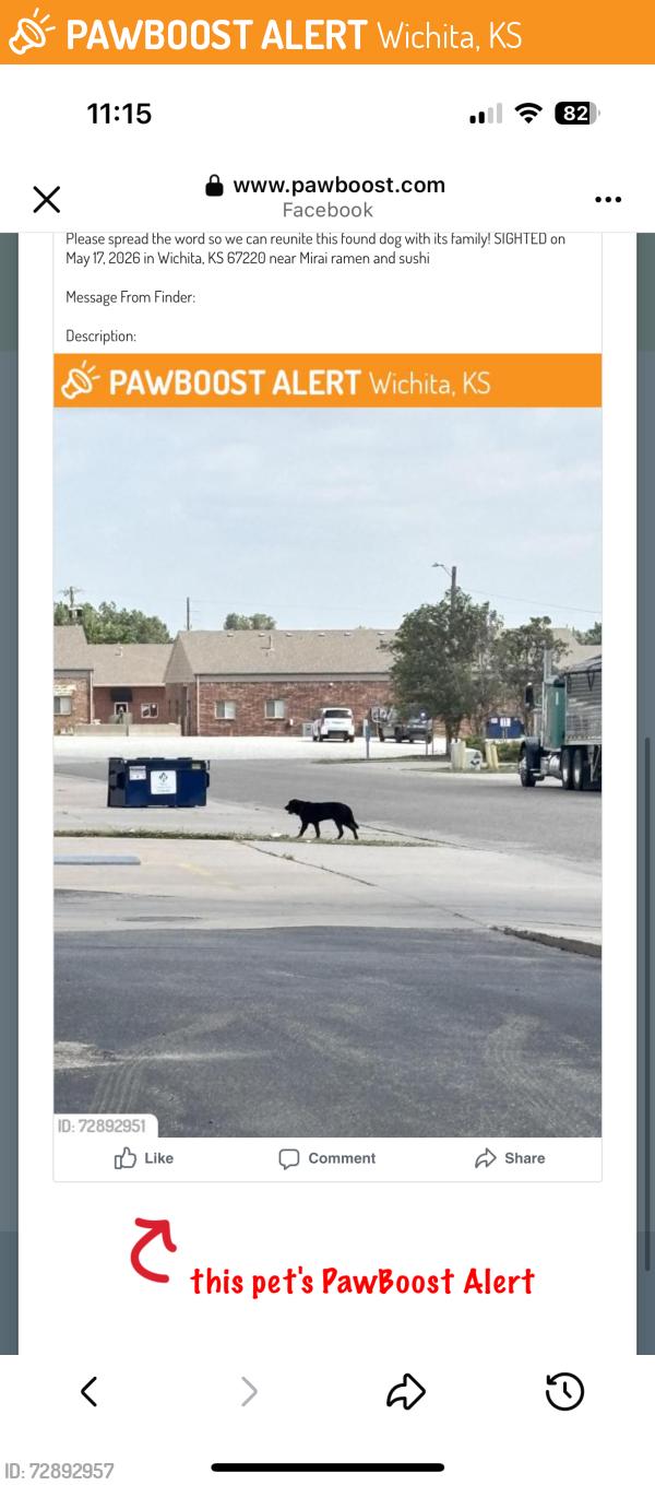 Found/Stray Unknown Dog last seen Mirai ramen and sushi, Wichita, KS 67220