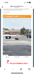 Found/Stray Unknown Dog last seen Mirai ramen and sushi, Wichita, KS 67220