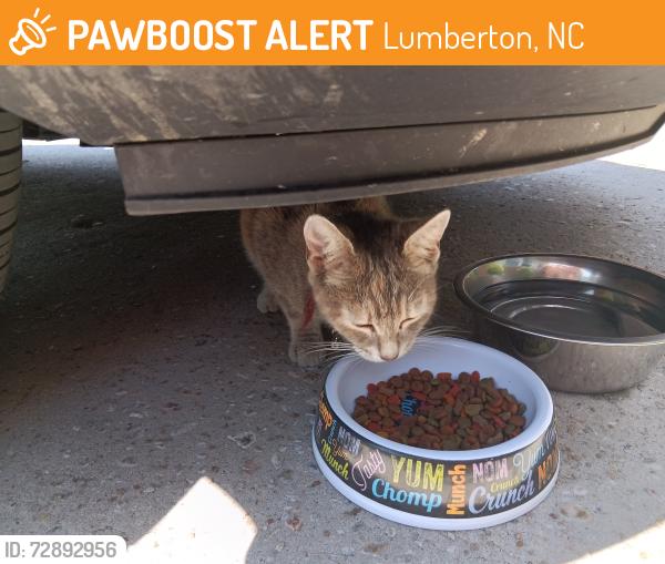 Found/Stray Female Cat last seen Patton Street , Lumberton, NC 28358