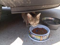 Found/Stray Female Cat last seen Patton Street , Lumberton, NC 28358