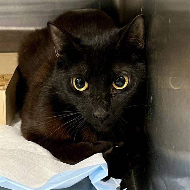 Shelter Stray Female Cat last seen NORTH SHORE DR, LEESBURG, 12280 County Rd 448, Tavares, FL 32778, USA