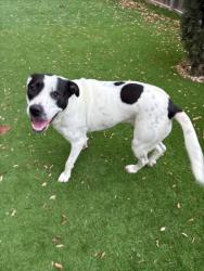Shelter Stray Female Dog last seen FRATT RD & INTERCHANGE PKWY, San Antonio, TX 78227