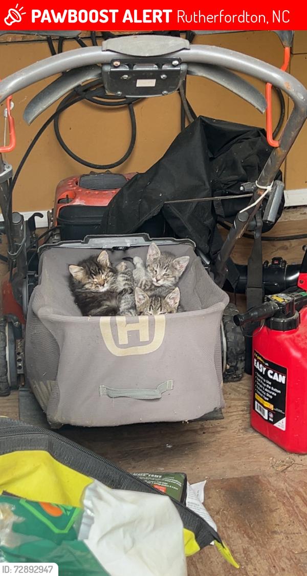Lost Unknown Cat last seen Food Lion and/or Rutherfordton clbh, Rutherfordton, NC 28139