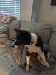 Found/Stray Female Dog last seen Lakecrest ave, High Point, NC 27265