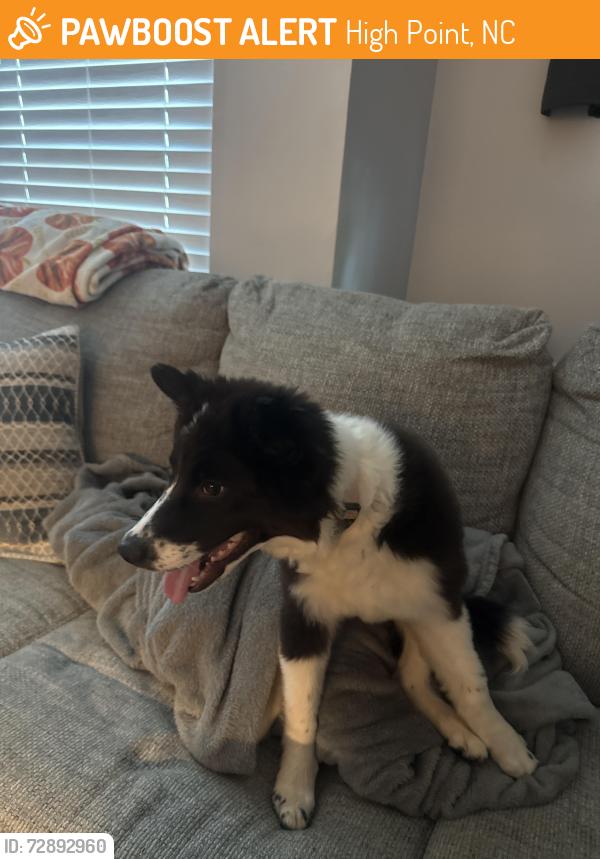 Found/Stray Female Dog last seen Lakecrest ave, High Point, NC 27265