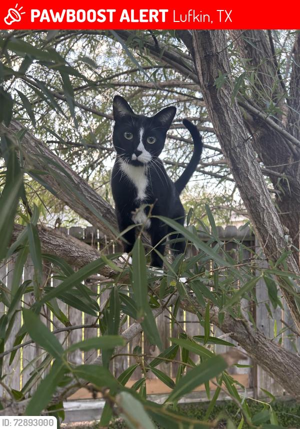Lost Male Cat last seen Ponderosa Dr. and Fuller springs dr. , Lufkin, TX 75903