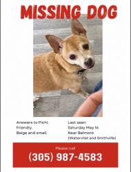 Lost Male Dog last seen Belmont area , Dayton, OH 45420