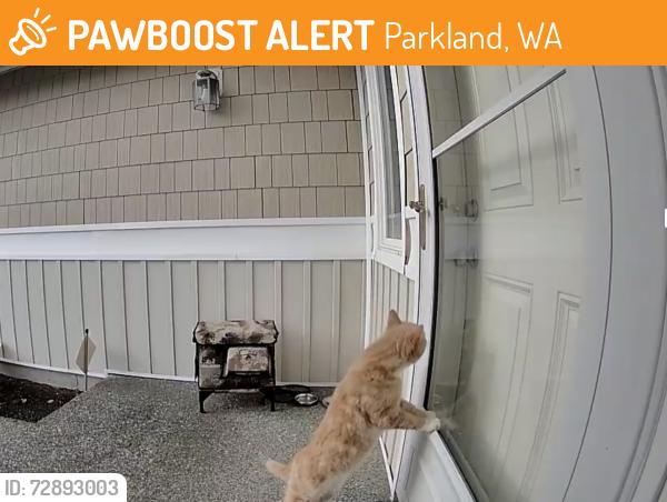Found/Stray Male Cat last seen 118th and A street. , Parkland, WA 98444
