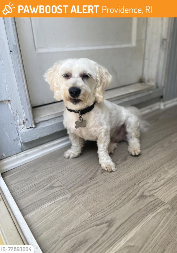 Found/Stray Male Dog last seen Guatelinda, Providence, RI 02909