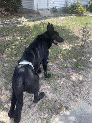Found/Stray Male Dog last seen Near Baptist church inside the summit, Columbia, SC 29229