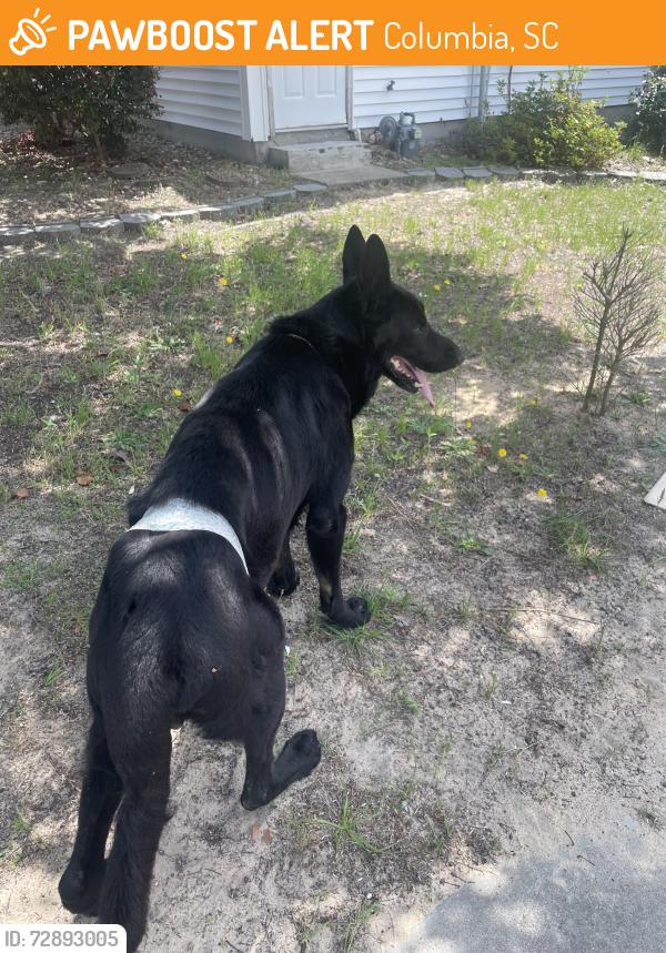 Found/Stray Male Dog last seen Near Baptist church inside the summit, Columbia, SC 29229