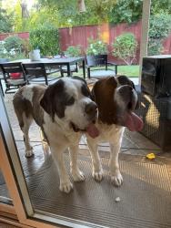 Found/Stray Female Dog last seen Fort Washington , Fresno, CA 93730