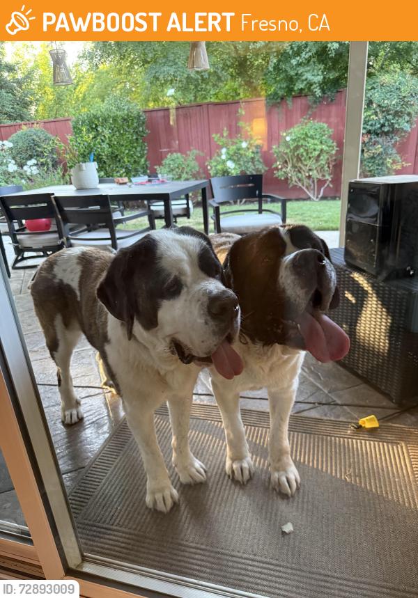 Found/Stray Female Dog last seen Fort Washington , Fresno, CA 93730