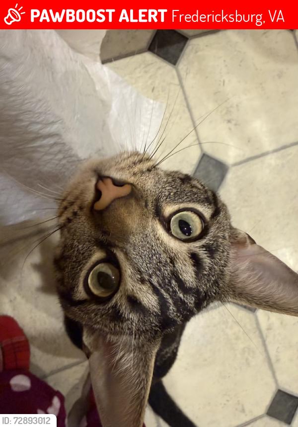 Lost Male Cat last seen White oak rd & McCarty Rd, Fredericksburg, VA 22405