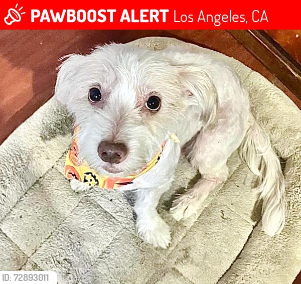 Lost Male Dog last seen Denker slauson, Los Angeles, CA 90248