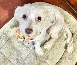 Lost Male Dog last seen Denker slauson, Los Angeles, CA 90248