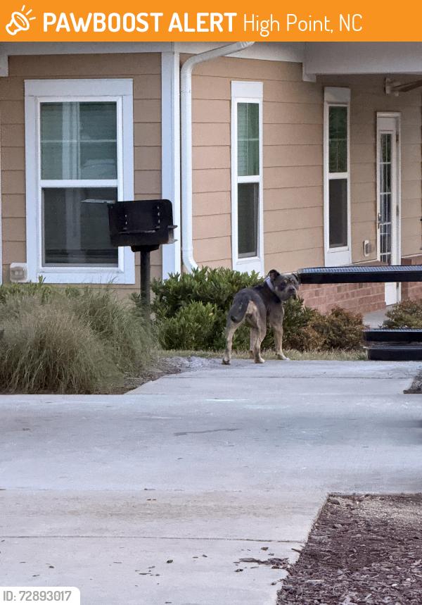 Found/Stray Unknown Dog last seen Hartley Ridge apmts, High Point, NC 27265