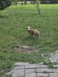 Reunited Male Dog last seen Seminole Pratt Whitney and East Alan Black , The Acreage, FL 33470