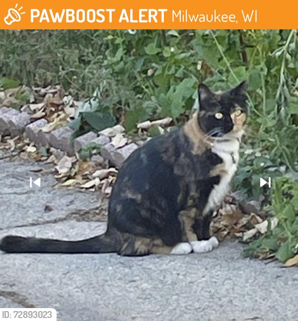 Found/Stray Unknown Cat last seen W Lincoln Ave & S 29th St, Milwaukee, WI 53215