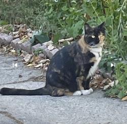 Found/Stray Unknown Cat last seen W Lincoln Ave & S 29th St, Milwaukee, WI 53215