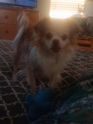 Reunited Male Dog last seen Beaumont and Dixianne, Sacramento, CA 95815