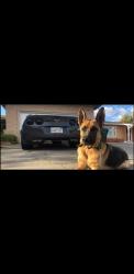 Lost Male Dog last seen Longhorn way, Antioch, CA 94531