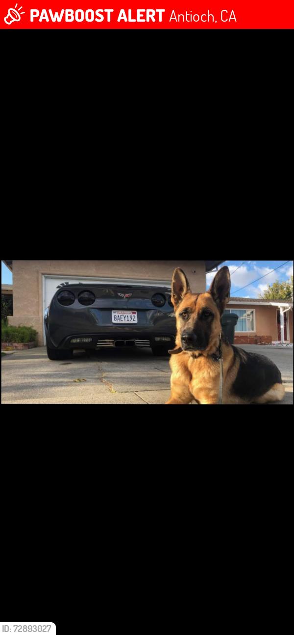 Lost Male Dog last seen Longhorn way, Antioch, CA 94531