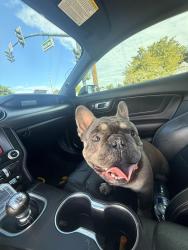 Lost Male Dog last seen Near Bart ave, Antioch, CA 94509
