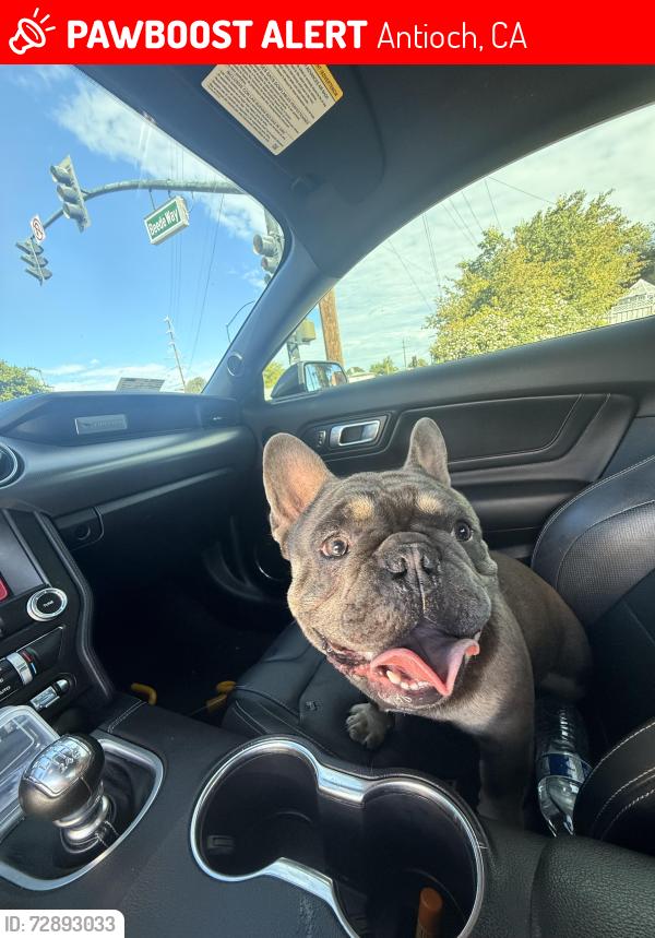 Lost Male Dog last seen Near Bart ave, Antioch, CA 94509