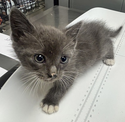 Shelter Stray Male Cat last seen Near Stone Mountain Street Lithonia, 30058,, 30058, GA, Atlanta, GA 30341