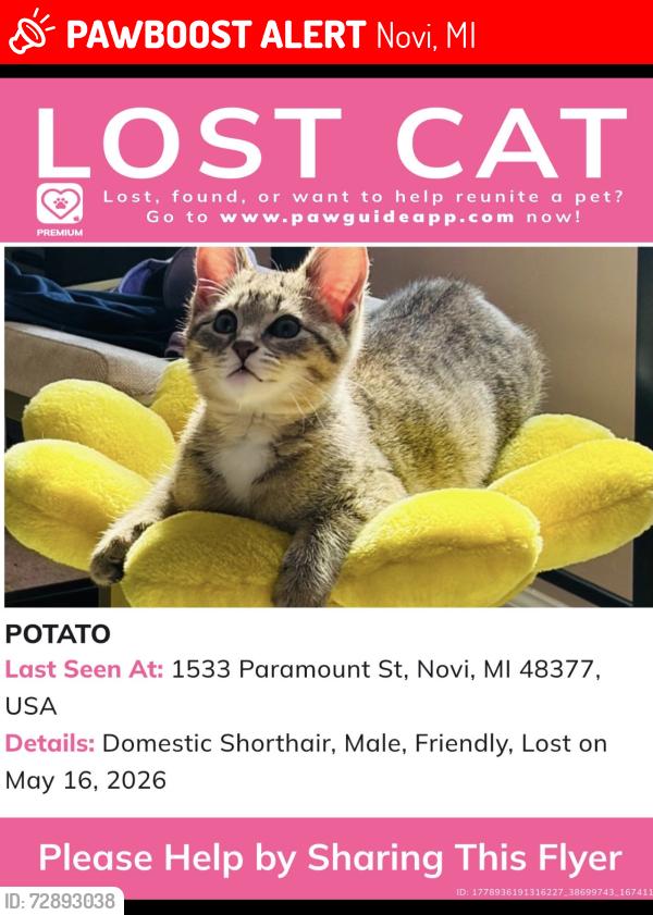 Lost Male Cat last seen Paramount 13 mile, Novi, MI 48377