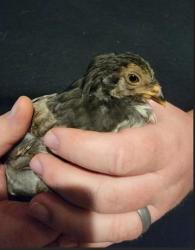 Shelter Stray Unknown Chicken last seen Fitchburg, WI 53719, Madison, WI 53718