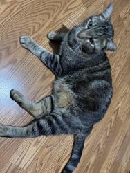 Lost Male Cat last seen Ashland Forest Dr and Hollow Quill Dr, Houston, TX 77088