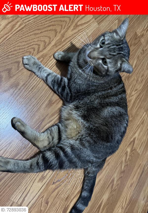 Lost Male Cat last seen Ashland Forest Dr and Hollow Quill Dr, Houston, TX 77088