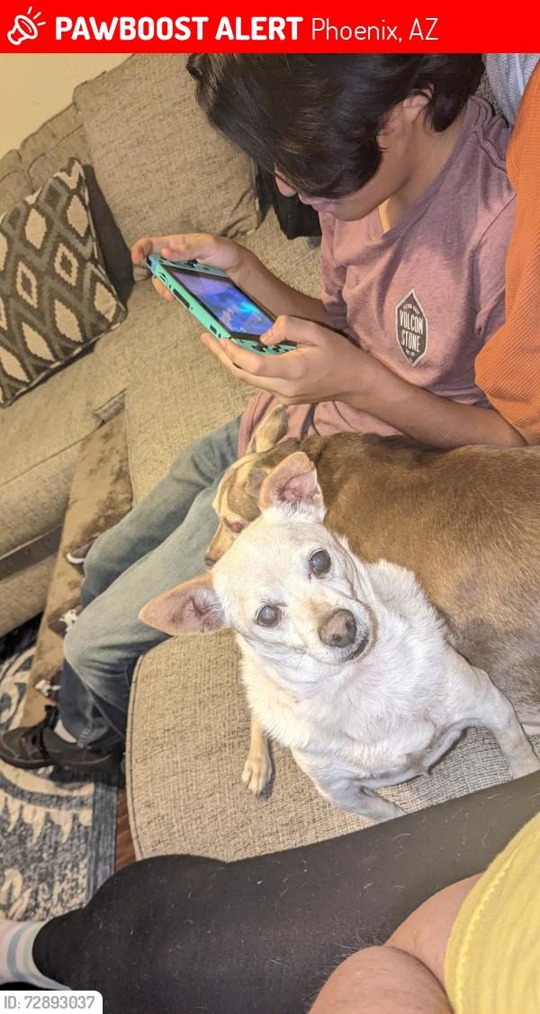 Lost Male Dog last seen Encanto and 53rd ave, Phoenix, AZ 85035