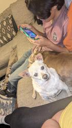 Lost Male Dog last seen Encanto and 53rd ave, Phoenix, AZ 85035