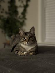 Lost Male Cat last seen Exit 62, Meriden, CT 06450