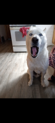 Reunited Male Dog last seen Marquette Park , Chicago, IL 60629