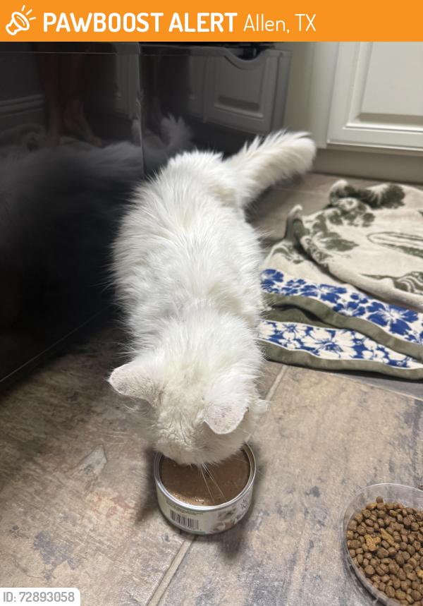 Found/Stray Unknown Cat last seen Alma & Bethany , Allen, TX 75013