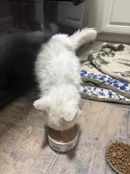 Found/Stray Unknown Cat last seen Alma & Bethany , Allen, TX 75013