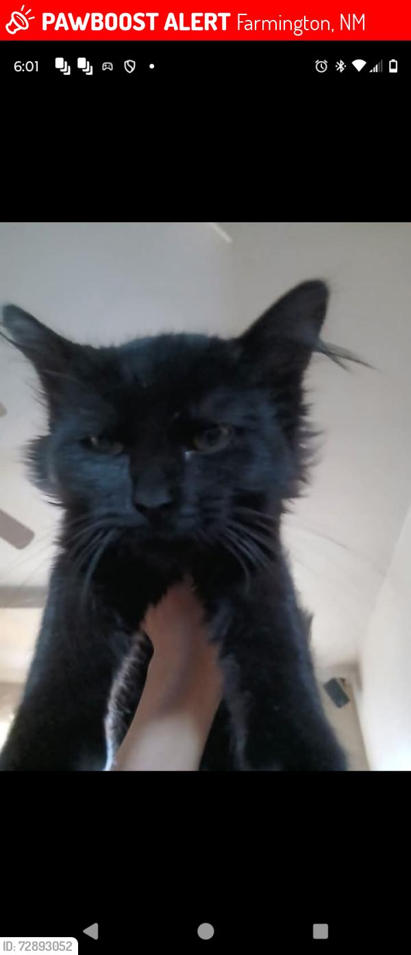 Lost Female Cat last seen Near Highland View Drive., Farmington, NM 87402