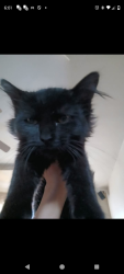 Lost Female Cat last seen Near Highland View Drive., Farmington, NM 87402