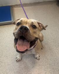 Shelter Stray Female Dog last seen Near Kingsbridge Terrace, BRONX, NY, 10463, New York, NY 10029