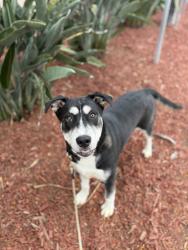 Shelter Stray Male Dog last seen Near Jackson Street, San Diego, CA, 92110, San Diego, CA 92110